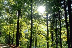 ɭֳеɫáϵ֮һ һɭֻ