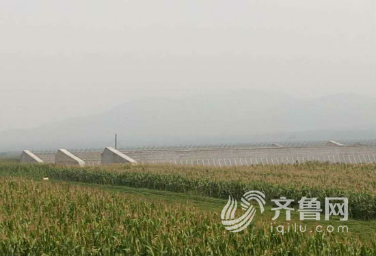汤南山钢结构蔬菜大棚远景