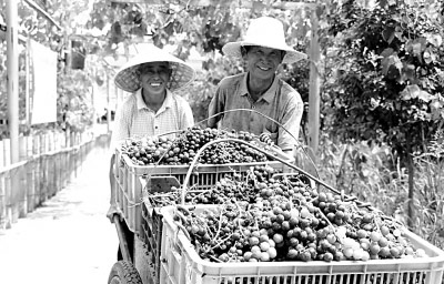 产业扶贫,如何“扶”出质量