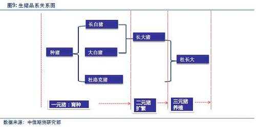 【中信期货】农产品专题:一文读懂饲料生猪产业链